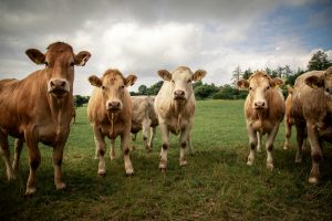 Cows herd